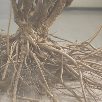 根・茎・枝・葉に数多くの有用成分が含まれているエゾウコギ